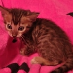 F-4SBT Brown Spotted girl Savannah DOB 7-8-21