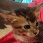 F-4SBT Brown Spotted girl Savannah DOB 7-8-21