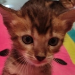 F-4SBT Brown Spotted girl Savannah DOB 7-8-21