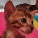 F-4SBT Brown Spotted girl Savannah DOB 7-8-21