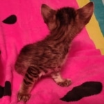 F-4SBT Brown Spotted girl Savannah DOB 7-8-21