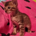 F-4SBT Brown Spotted girl Savannah DOB 7-8-21