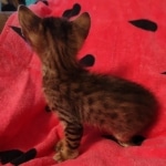 F-4SBT Brown Spotted girl Savannah DOB 7-8-21