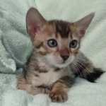 F-4SBT Brown Spotted girl Savannah DOB 7-8-21