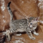 F-4SBT Brown Spotted girl Savannah DOB 7-8-21