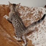 F-4SBT Brown Spotted girl Savannah DOB 7-8-21