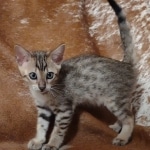 F-4SBT Brown Spotted girl Savannah DOB 7-8-21