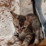 F-4SBT Brown Spotted girl Savannah DOB 7-8-21