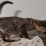 F-4SBT Brown Spotted girl Savannah DOB 7-8-21