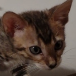 F-4SBT Brown Spotted girl Savannah DOB 7-8-21