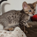 F-4SBT Brown Spotted girl Savannah DOB 7-8-21