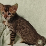 F-4SBT Brown Spotted girl Savannah DOB 7-8-21