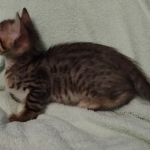 F-4SBT Brown Spotted girl Savannah DOB 7-8-21