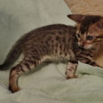 F-4SBT Brown Spotted girl Savannah DOB 7-8-21