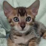 F-4SBT Brown Spotted girl Savannah DOB 7-8-21