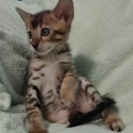 F-4SBT Brown Spotted girl Savannah DOB 7-8-21