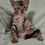 F-4SBT Brown Spotted girl Savannah DOB 7-8-21