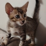 F-4SBT Brown Spotted girl Savannah DOB 7-8-21