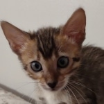 F-4SBT Brown Spotted girl Savannah DOB 7-8-21