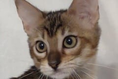 Savannah F-4SBT Female DOB 3/24/24