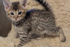 Savannah F-4SBT Female Kitten #1 DOB 11-24-25