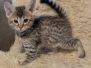 Savannah F-4SBT Female Kitten #1 DOB 11-24-25