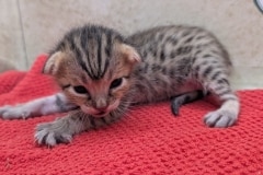 Savannah F-4SBT Female Kitten #1 DOB 11-24-25