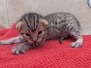 Savannah F-4SBT Female Kitten #1 DOB 11-24-25