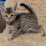 F-4SBT-Female-savannah-kitten-a