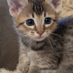 F-4SBT-Female-savannah-kitten-b