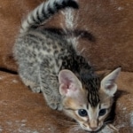 F-4SBT-Female-savannah-kitten-c