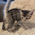 F-4SBT-Female-savannah-kitten-d