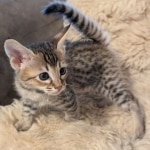 F-4SBT-Female-savannah-kitten-e