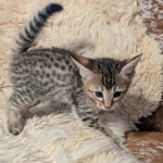 F-4SBT-Female-savannah-kitten-f