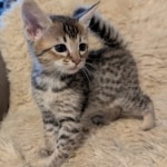 F-4SBT-Female-savannah-kitten