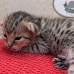 Savannah-Female-Kitten-F-4SBT-