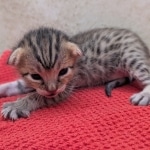 Savannah-Female-Kitten-F-4SBT-a