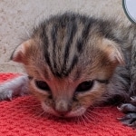 Savannah-Female-Kitten-F-4SBT-b