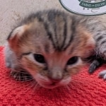 Savannah-Female-Kitten-F-4SBT-c