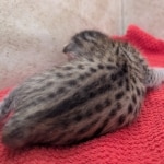 Savannah-Female-Kitten-F-4SBT-d