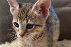 Savannah F-4SBT Female Kitten #1 DOB 5-10-25