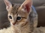 Savannah F-4SBT Female Kitten #1 DOB 5-10-25