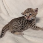 F-4SBT-Savannah-Kitten-b