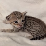 F-4SBT-Savannah-Kitten-c