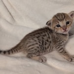 F-4SBT-Savannah-Kitten-d