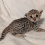 F-4SBT-Savannah-Kitten