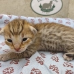 F-4SBT-female-Ktten-1