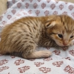 F-4SBT-female-savannah-kitten-a