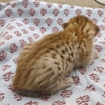 F-4SBT-female-savannah-kitten-b