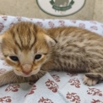 F-4SBT-female-savannah-kitten